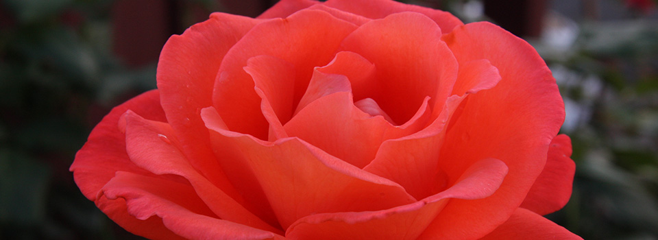 slider-rose